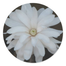 Beautiful Magnolia Centennial Bloom stickers