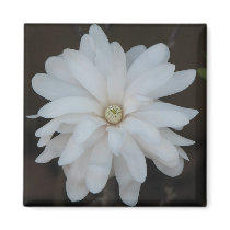 Beautiful Magnolia Centennial magnets