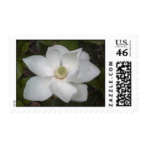 Beautiful Magnolia Postage Stamps