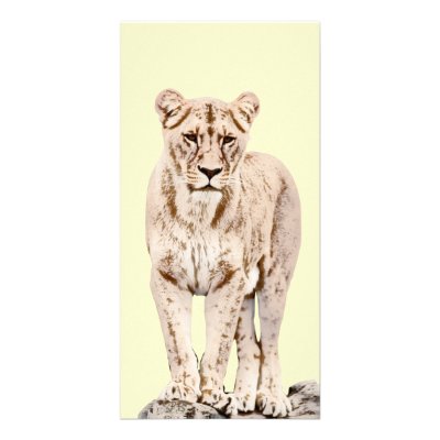 Beautiful Majestic Lioness Photo Card Template by willowdewisp