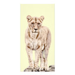 Beautiful Majestic Lioness photo cards