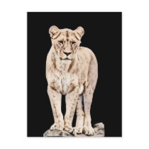 Beautiful Majestic Lioness Post Card