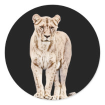 Beautiful Majestic Lioness Stickers