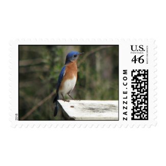 Beautiful Male Bluebird stamp