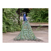 Beautiful male peacock posters by Shadowchaser Beautiful male peacock posters
