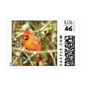 Beautiful Male Stamp Small