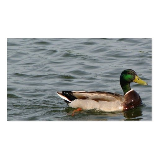 Beautiful Mallard Duck Business Card Templates (back side)
