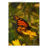 Beautiful Monarch Butterfly Blank Inside Note Card