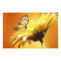 Beautiful Monarch Butterfly on a Flower Print print