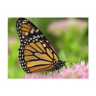 Beautiful Monarch Butterfly postcard