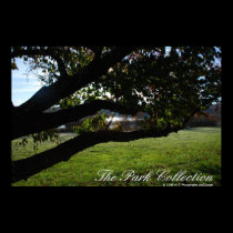 Beautiful Morning Through The Trees posters