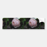 Beautiful Moss Rose 'Alfred de Dalmas' Bumper Sticker