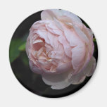 Beautiful Moss Rose 'Alfred de Dalmas' Refrigerator Magnets
