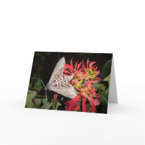 Beautiful Moth Photo Taken in Zambia cards