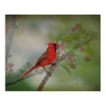 Beautiful Mr. Cardinal Print