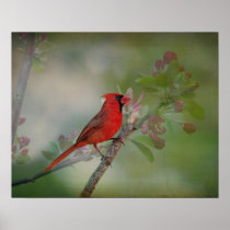 Beautiful Mr. Cardinal Print
