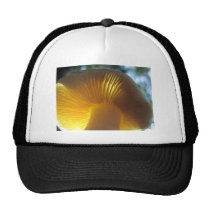 Beautiful mushroom hats