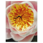 Beautiful nenufar plant/flower flyers