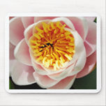Beautiful nenufar plant/flower mousepad