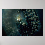 Beautiful Nocturnal carpet anemone Print