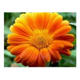 Beautiful Orange and Yellow Flower Postcard