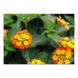 Beautiful Orange and Yellow Lantana 1 Card