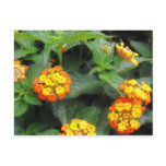 Beautiful Orange and Yellow Lantana 1 Postcard