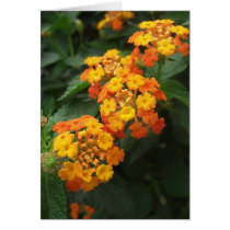 Beautiful Orange and Yellow Lantana 2 Cards