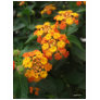 Beautiful Orange and Yell...
