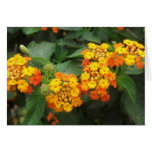 Beautiful Orange and Yellow Lantana 3 Greeting Cards