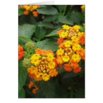 Beautiful Orange and Yellow Lantana 3 Greeting Card