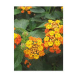 Beautiful Orange and Yellow Lantana 3 Post Cards