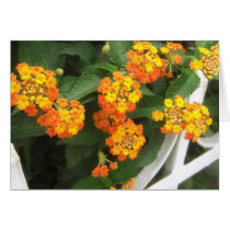 Beautiful Orange and Yellow Lantana 4 Greeting Cards