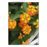 Beautiful Orange and Yellow Lantana 4 Greeting Cards