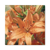 Beautiful Orange Flowers magnets