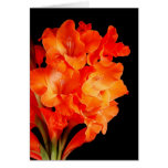 Beautiful Orange Gladiolas Greeting Card