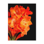 Beautiful Orange Gladiolas Postcards