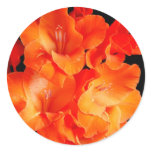 Beautiful Orange Gladiolas Round Sticker
