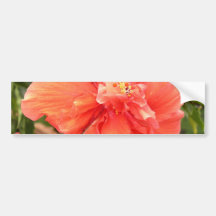 Beautiful Orange Hibiscus Flower Bumper Stickers
