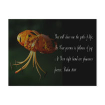Beautiful orange Tiger lily postcards by MAPASUE Beautiful orange Tiger lily postcards