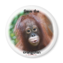 Beautiful Orangutan Baby magnets by Rebecca_Reeder Beautiful Orangutan Baby magnets