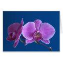 Beautiful Orchid Card