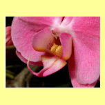 Beautiful Orchid Photographs postcards