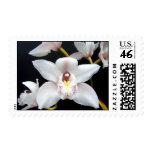 Beautiful Orchid