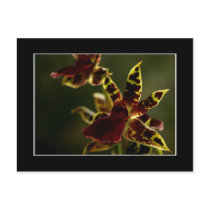 Beautiful Orchid Postcard! (with border)