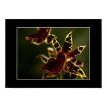 Beautiful Orchid Poster! (with border) posters by zolojetto Beautiful Orchid Poster! (with border) posters