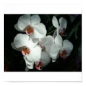 Beautiful Orchids At Frederik Meijer Gardens posters