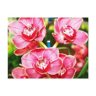 Pink Orchids