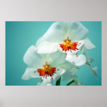 Beautiful Orchids Poster