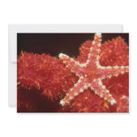 Beautiful Ornate starfish from the Fiji Islands invitations